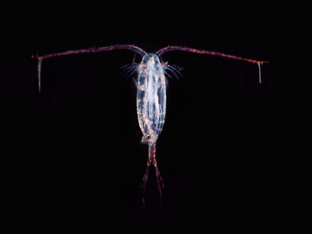 Source: http://en.wikipedia.org/wiki/Copepod 